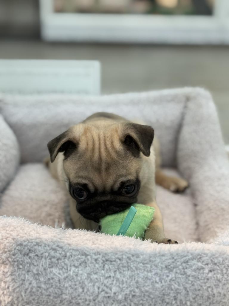 北海道のパグ (ジャパンペッツトレーディング釧路店/2025年10月31日生まれ/男の子/フォーン)の子犬の2枚目の画像