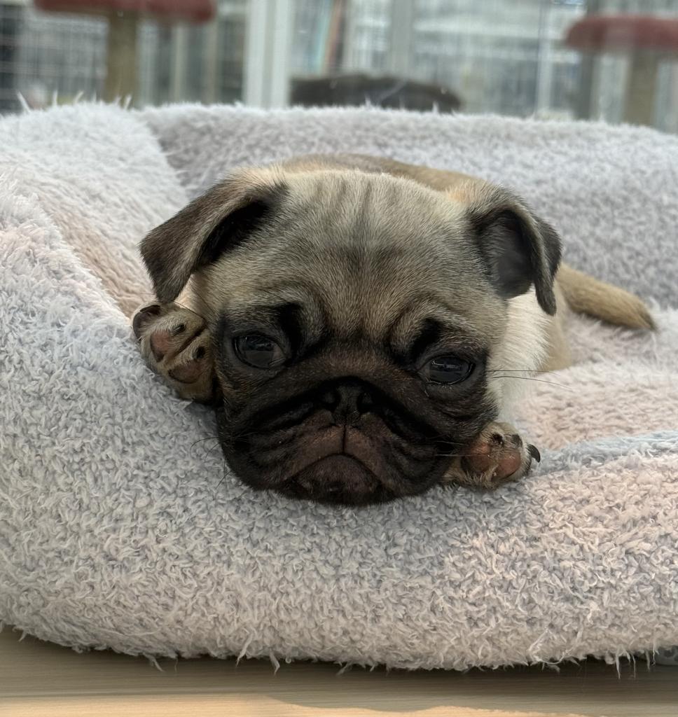 北海道のパグ (ジャパンペッツトレーディング釧路店/2025年10月31日生まれ/男の子/フォーン)の子犬の1枚目の画像