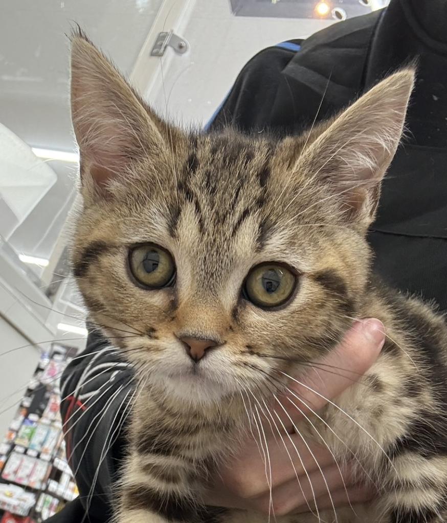 北海道のスコティッシュフォールド (ジャパンペッツトレーディング苫小牧中央店/2025年11月22日生まれ/女の子/ブラウンタビー)の子猫