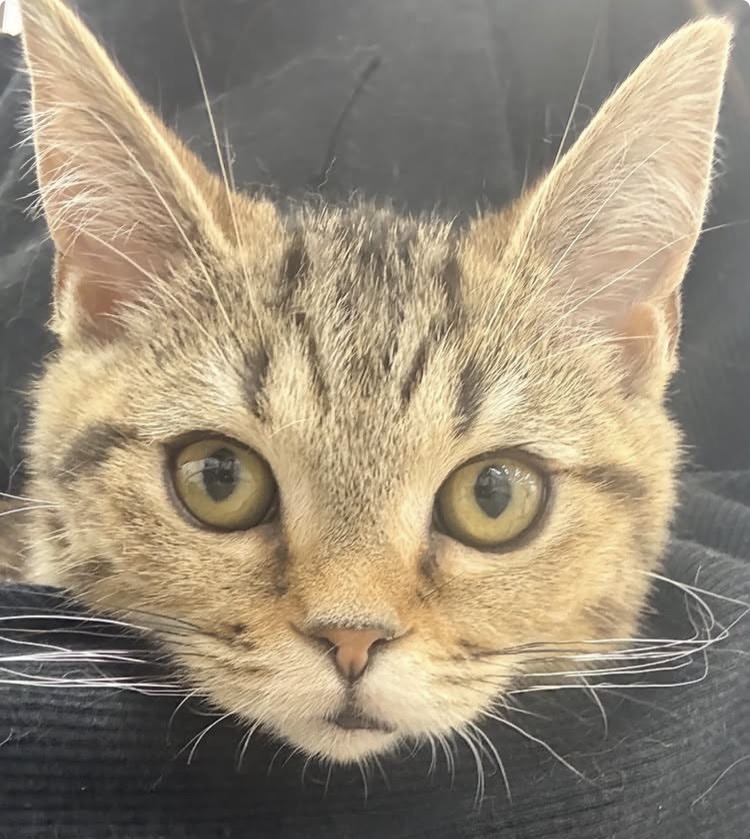 北海道のスコティッシュフォールド (ジャパンペッツトレーディング苫小牧中央店/2025年11月22日生まれ/女の子/ブラウンタビー)の子猫の2枚目の画像