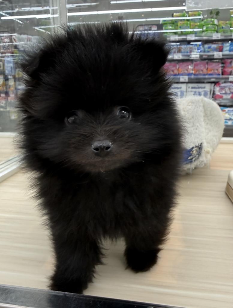 北海道のポメラニアン (ジャパンペッツトレーディング釧路店/2025年12月4日生まれ/男の子/ブラック)の子犬の1枚目の画像