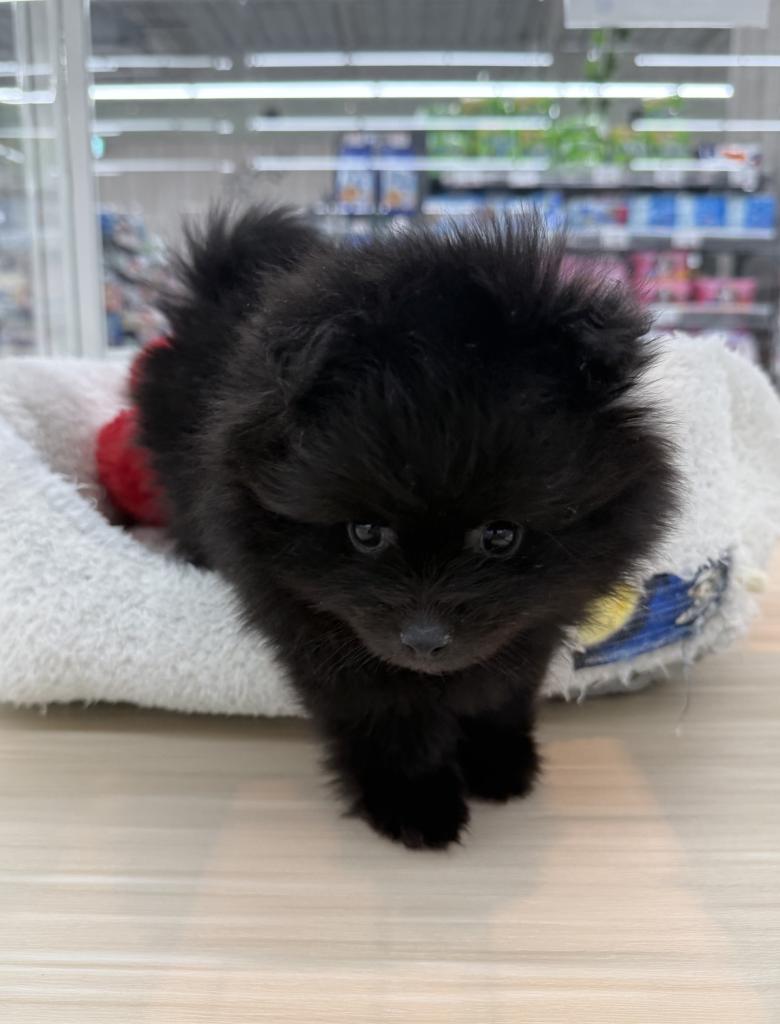 北海道のポメラニアン (ジャパンペッツトレーディング釧路店/2025年12月4日生まれ/男の子/ブラック)の子犬の2枚目の画像
