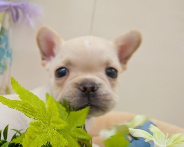 栃木県のフレンチブルドッグ (アミーゴ簗瀬店/2025年10月25日生まれ/男の子/クリーム)の子犬