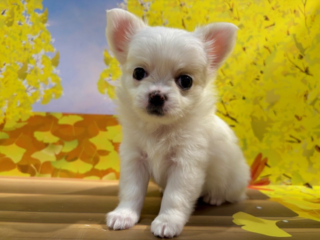 栃木県のチワワ(ロング) (ペッツワン小山店/2025年10月4日生まれ/女の子/ホワイトクリーム)の子犬の2枚目の画像