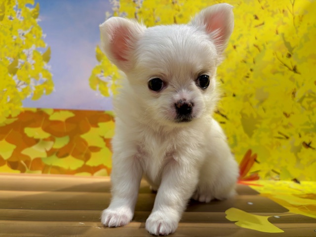 栃木県のチワワ(ロング) (ペッツワン小山店/2025年10月4日生まれ/女の子/ホワイトクリーム)の子犬の3枚目の画像