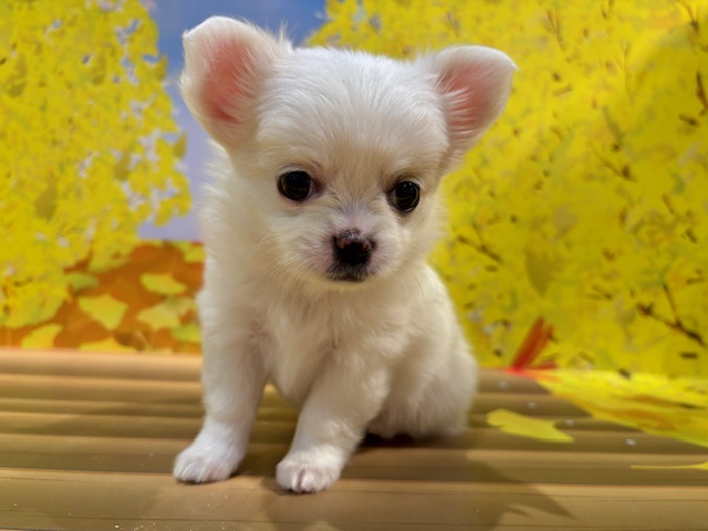 栃木県のチワワ(ロング) (ペッツワン小山店/2025年10月4日生まれ/女の子/ホワイトクリーム)の子犬の4枚目の画像