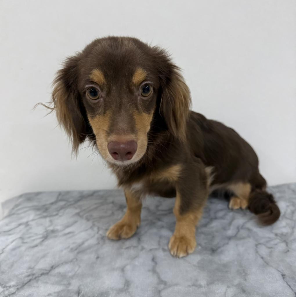 茨城県のチワックス(チワワ×ダックス) (OneBuddy古河店/2025年8月9日生まれ/男の子/その他色)の子犬の1枚目の画像