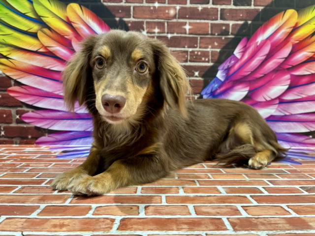 栃木県のチワックス(チワワ×ダックス) (ペッツワン小山店/2025年8月9日生まれ/男の子/その他色)の子犬の1枚目の画像