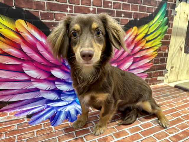 栃木県のチワックス(チワワ×ダックス) (ペッツワン小山店/2025年8月9日生まれ/男の子/その他色)の子犬の2枚目の画像