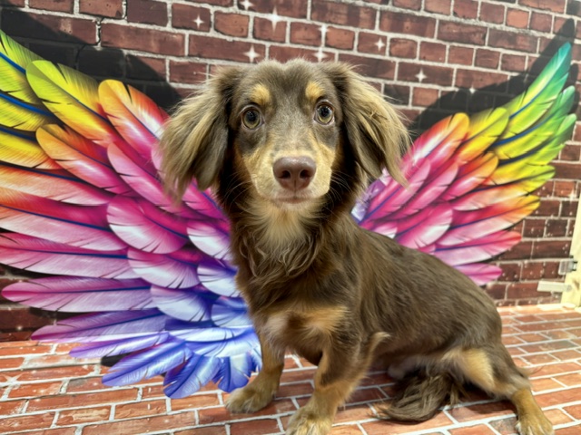 栃木県のチワックス(チワワ×ダックス) (ペッツワン小山店/2025年8月9日生まれ/男の子/その他色)の子犬の3枚目の画像