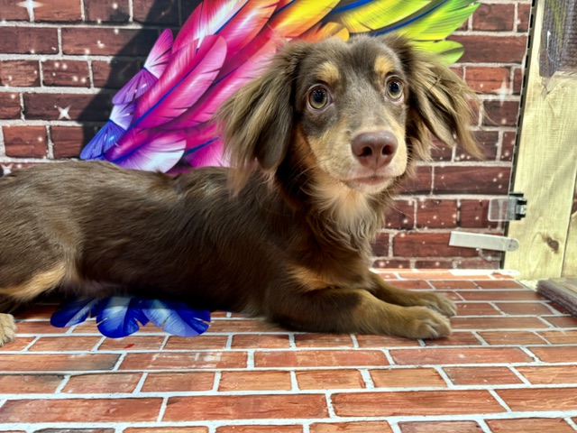 栃木県のチワックス(チワワ×ダックス) (ペッツワン小山店/2025年8月9日生まれ/男の子/その他色)の子犬の4枚目の画像