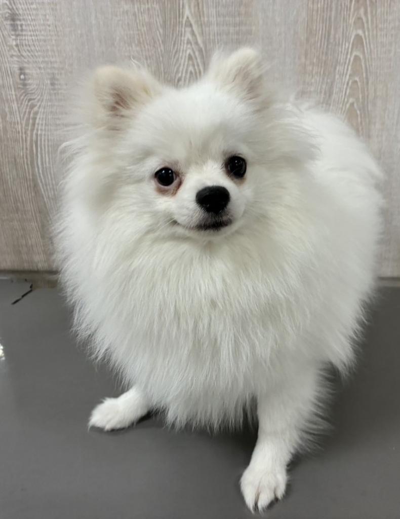 栃木県のポメラニアン (OneBuddy宇都宮店/2025年7月26日生まれ/女の子/ホワイト)の子犬の1枚目の画像