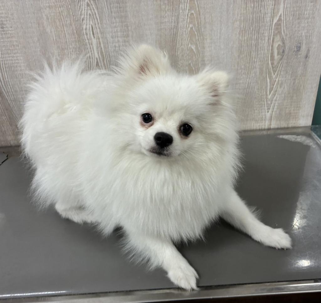 栃木県のポメラニアン (OneBuddy宇都宮店/2025年7月26日生まれ/女の子/ホワイト)の子犬の2枚目の画像