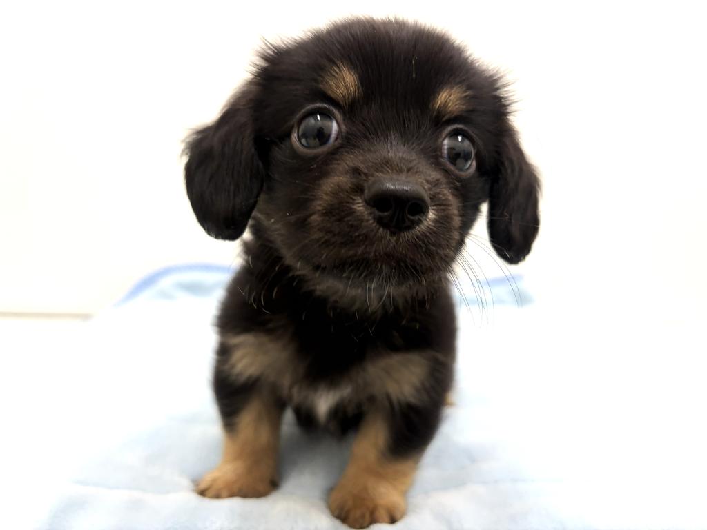 栃木県のハーフ犬・ミックス犬 (ペッツワン宇都宮平出店/2025年8月9日生まれ/男の子/ブラックタン)の子犬の4枚目の画像