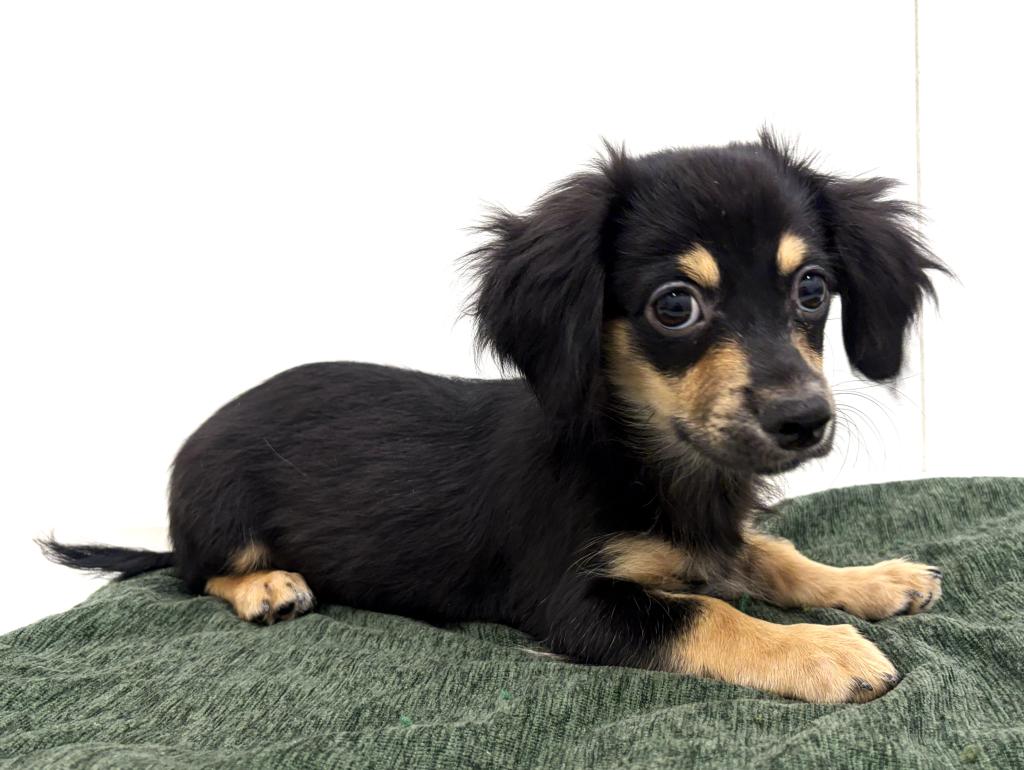 栃木県のハーフ犬・ミックス犬 (ペッツワン宇都宮平出店/2025年8月9日生まれ/男の子/ブラックタン)の子犬の3枚目の画像