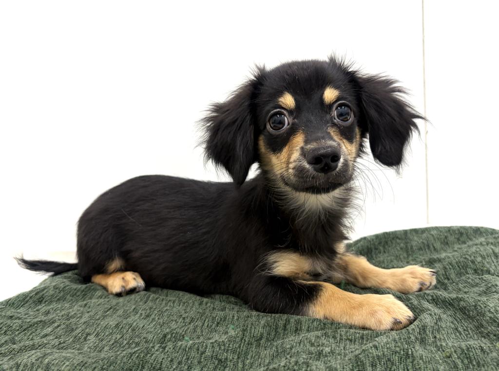 栃木県のハーフ犬・ミックス犬 (ペッツワン宇都宮平出店/2025年8月9日生まれ/男の子/ブラックタン)の子犬の1枚目の画像