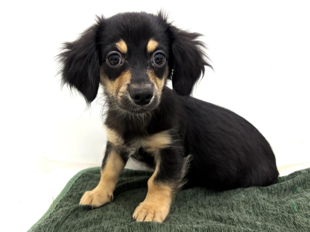 栃木県のハーフ犬・ミックス犬 (ペッツワン宇都宮平出店/2025年8月9日生まれ/男の子/ブラックタン)の子犬の2枚目の画像