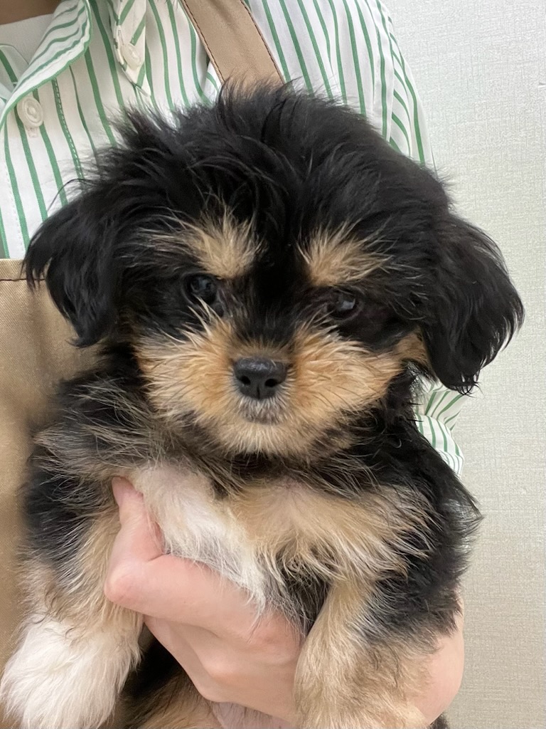 静岡県のハーフ犬・ミックス犬 (ペットプラザそよら西伊場店/2025年8月9日生まれ/女の子/ブラックタンホワイト)の子犬の2枚目の画像