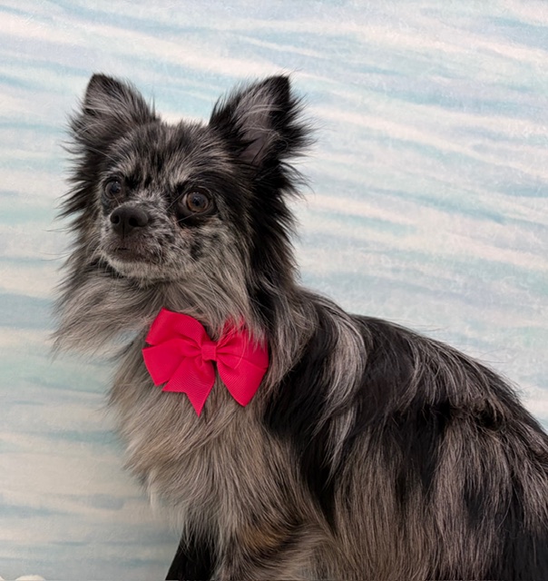 茨城県のポメチワ/チワポメ/ポメチー(ポメラニアン×チワワ) (OneBuddy水戸南店/2025年8月9日生まれ/女の子/ブルーマール)の子犬の2枚目の画像