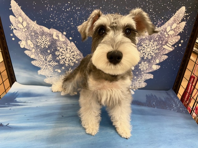 千葉県のミニチュアシュナウザー (ペッツワン木更津金田店/2025年8月3日生まれ/女の子/ソルトペッパー)の子犬の1枚目の画像