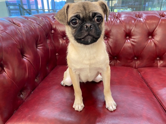 茨城県のハーフ犬・ミックス犬 (OneBuddy佐原東店/2025年8月9日生まれ/男の子/フォーン)の子犬の2枚目の画像