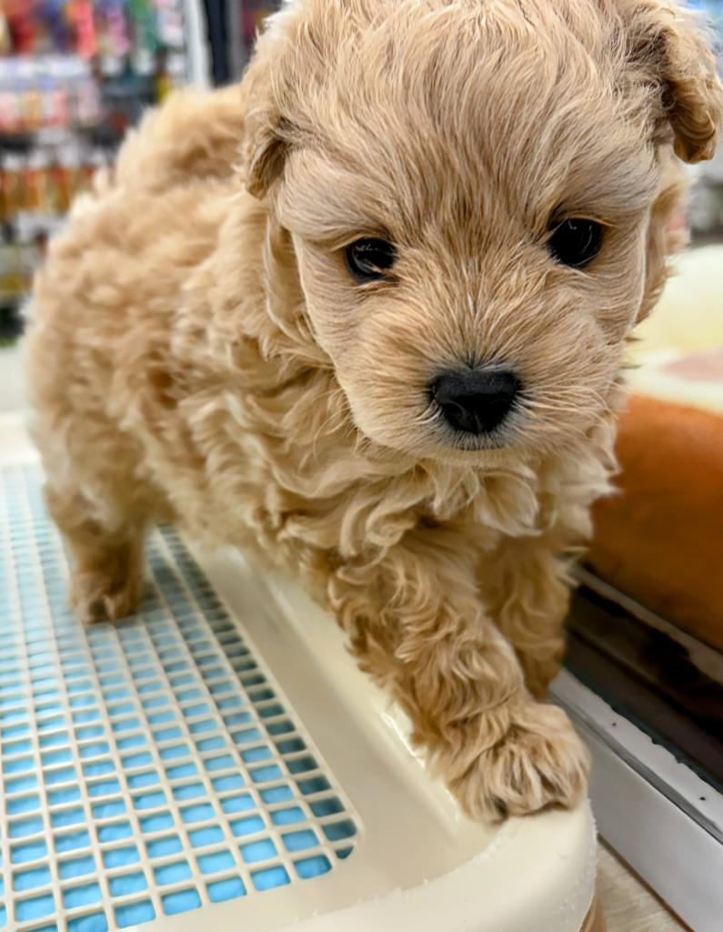 北海道のハーフ犬・ミックス犬 (ジャパンペッツトレーディング屯田店/2025年12月2日生まれ/男の子/クリーム)の子犬の2枚目の画像