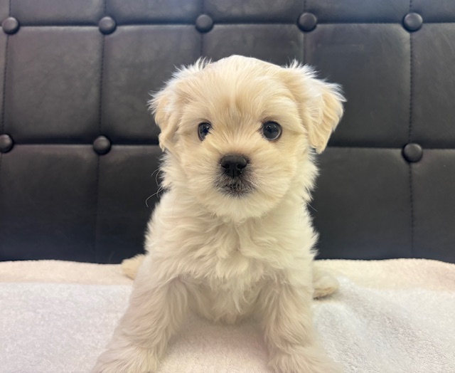 茨城県のハーフ犬・ミックス犬 (OneBuddyトモニー水戸店/2025年10月1日生まれ/男の子/その他色)の子犬