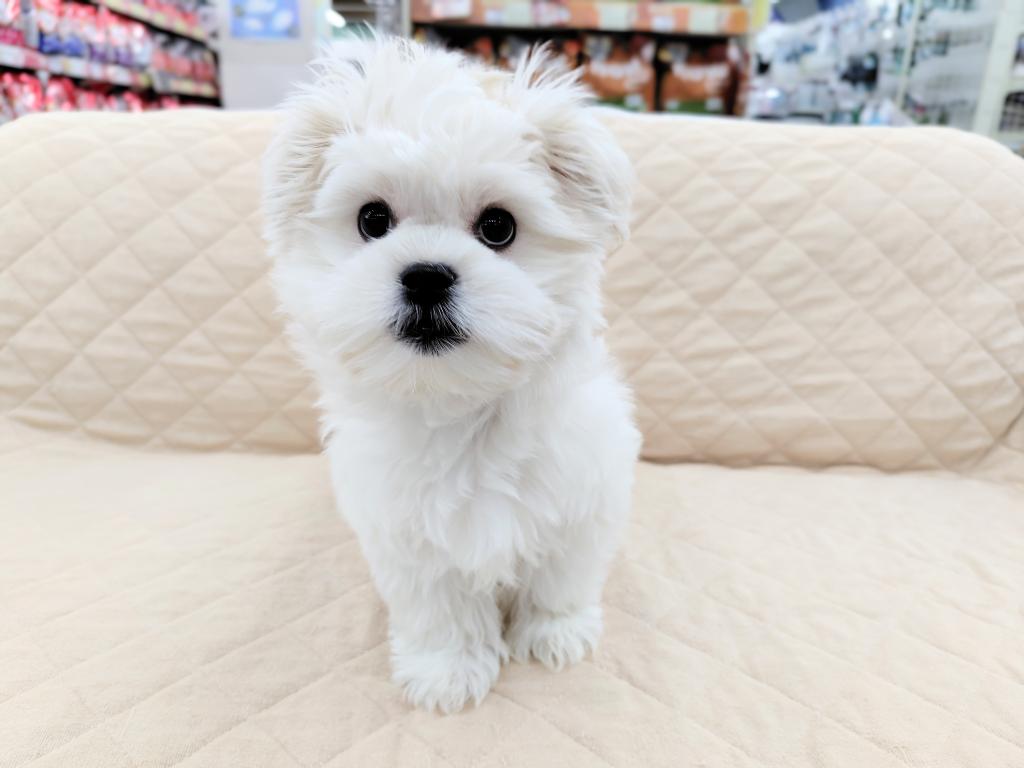 茨城県のハーフ犬・ミックス犬 (OneBuddyトモニー水戸店/2025年10月1日生まれ/男の子/その他色)の子犬の2枚目の画像