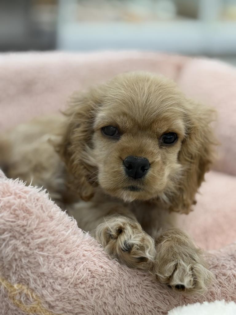 北海道のアメリカンコッカースパニエル (ジャパンペッツトレーディング釧路店/2025年9月24日生まれ/女の子/バフ)の子犬