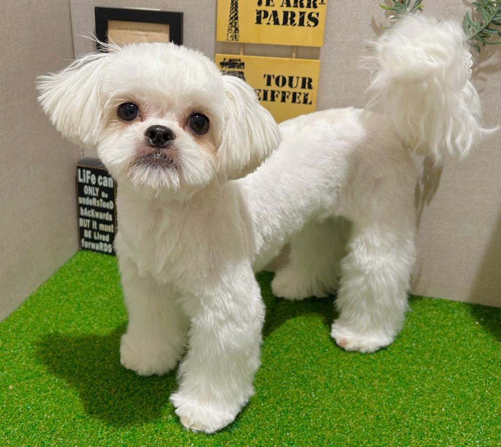 茨城県のペキプー(ペキニーズ×プードル) (ペッツワン水戸店/2025年7月9日生まれ/女の子/その他色)の子犬の2枚目の画像