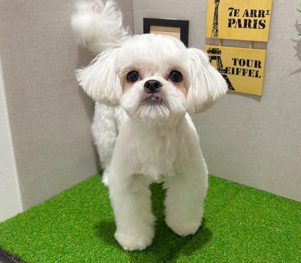 茨城県のペキプー(ペキニーズ×プードル) (ペッツワン水戸店/2025年7月9日生まれ/女の子/その他色)の子犬の3枚目の画像