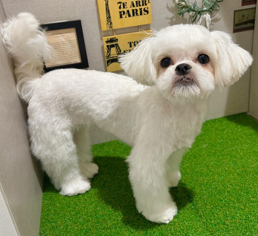 茨城県のペキプー(ペキニーズ×プードル) (ペッツワン水戸店/2025年7月9日生まれ/女の子/その他色)の子犬の4枚目の画像