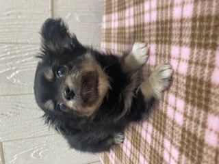 東京都のチワワ(ロング) (OneBuddy仙川店/2025年9月19日生まれ/男の子/ブラックタンホワイト)の子犬の1枚目の画像