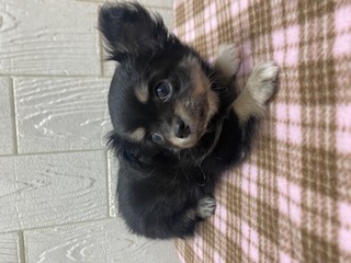 東京都のチワワ(ロング) (OneBuddy仙川店/2025年9月19日生まれ/男の子/ブラックタンホワイト)の子犬の2枚目の画像