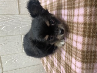 東京都のチワワ(ロング) (OneBuddy仙川店/2025年9月19日生まれ/男の子/ブラックタンホワイト)の子犬の3枚目の画像