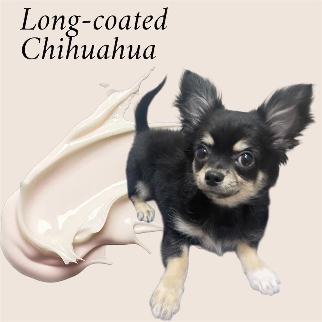 東京都のチワワ(ロング) (OneBuddy仙川店/2025年9月19日生まれ/男の子/ブラックタンホワイト)の子犬の4枚目の画像