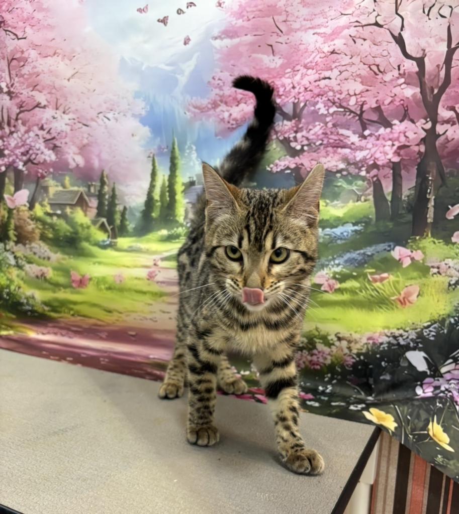 東京都のジェネッタ (OneBuddy町田三輪店/2025年10月29日生まれ/女の子/ブラウンスポットタビー)の子猫の2枚目の画像