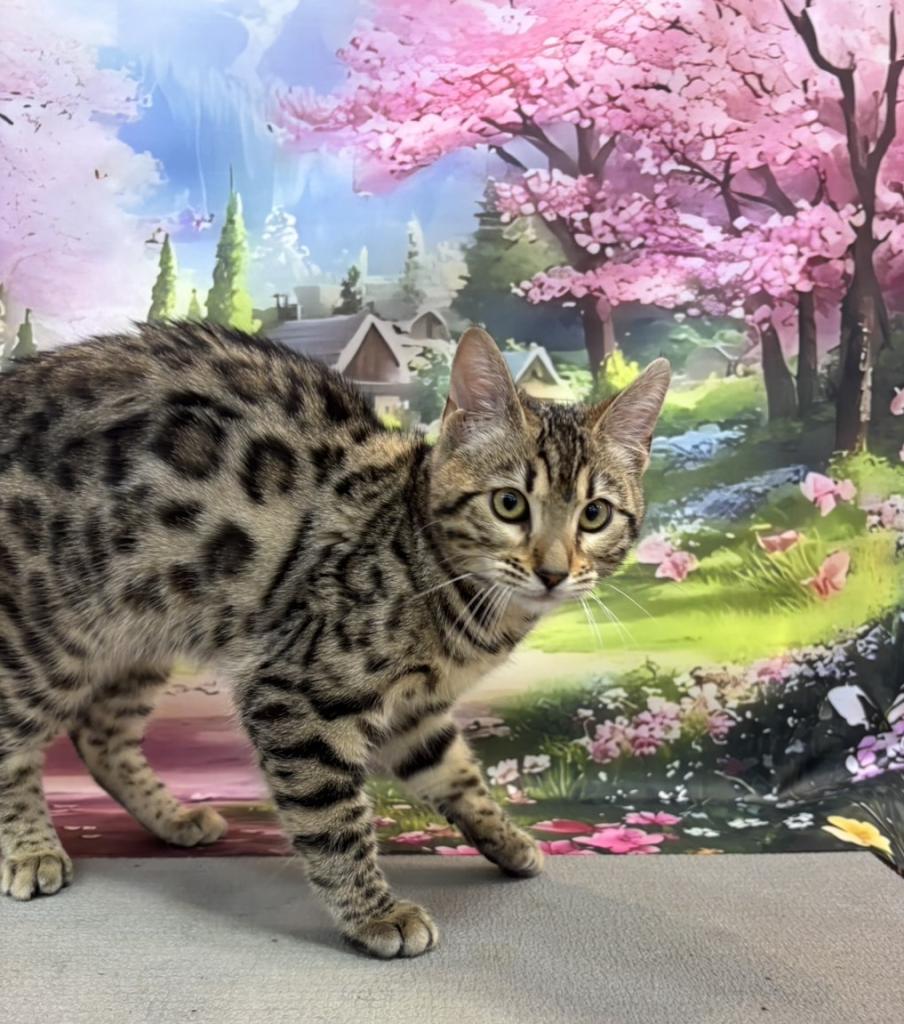 東京都のジェネッタ (OneBuddy町田三輪店/2025年10月29日生まれ/女の子/ブラウンスポットタビー)の子猫の3枚目の画像