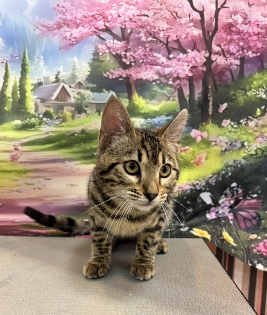 東京都のジェネッタ (OneBuddy町田三輪店/2025年10月29日生まれ/女の子/ブラウンスポットタビー)の子猫の4枚目の画像