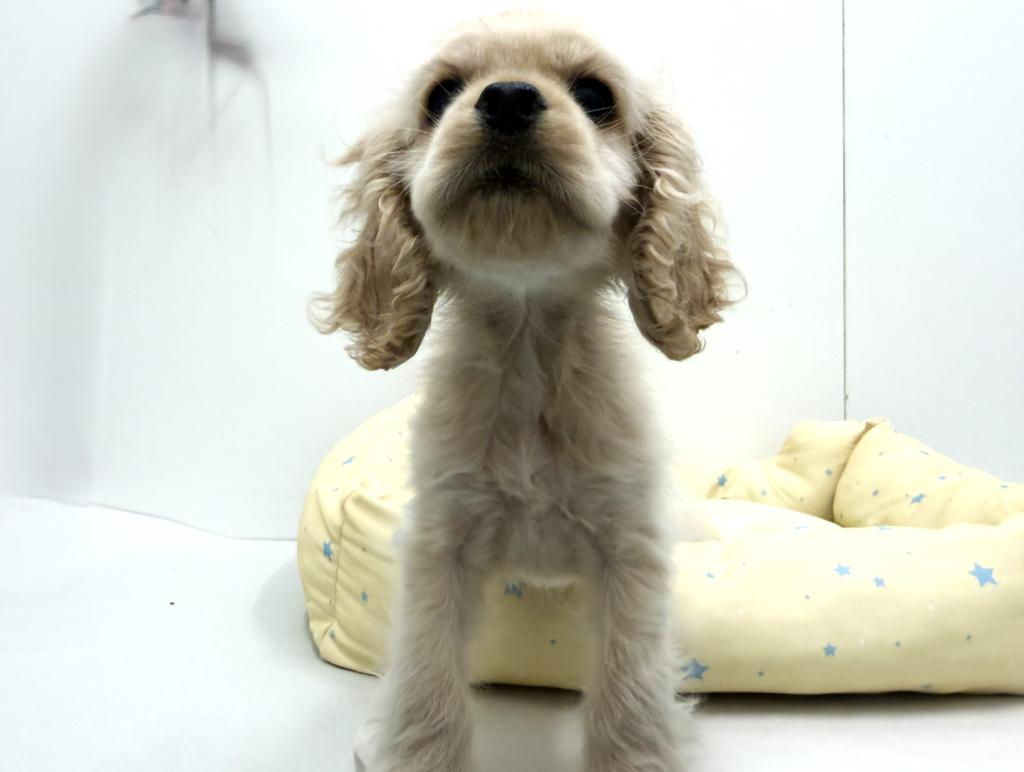 栃木県のアメリカンコッカースパニエル (ペッツワン宇都宮平出店/2025年9月24日生まれ/女の子/バフ)の子犬の3枚目の画像