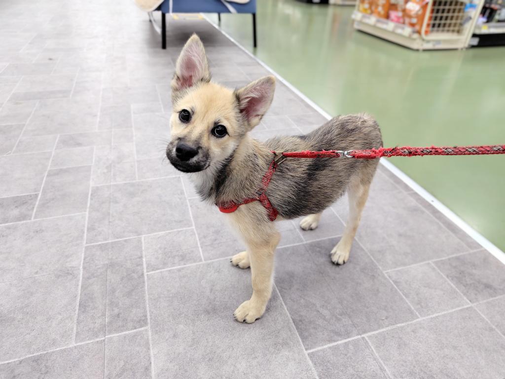 茨城県のハーフ犬・ミックス犬 (OneBuddyトモニー水戸店/2025年7月18日生まれ/男の子/その他色)の子犬の2枚目の画像