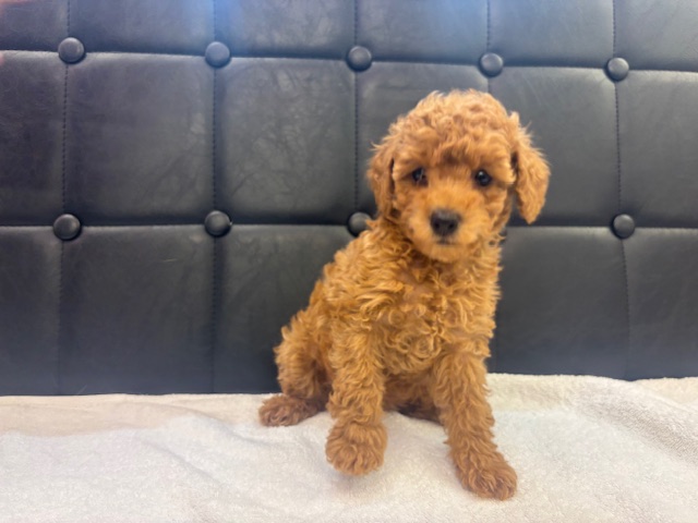 茨城県のトイプードル(トイ) (OneBuddyトモニー水戸店/2025年10月4日生まれ/女の子/レッド)の子犬