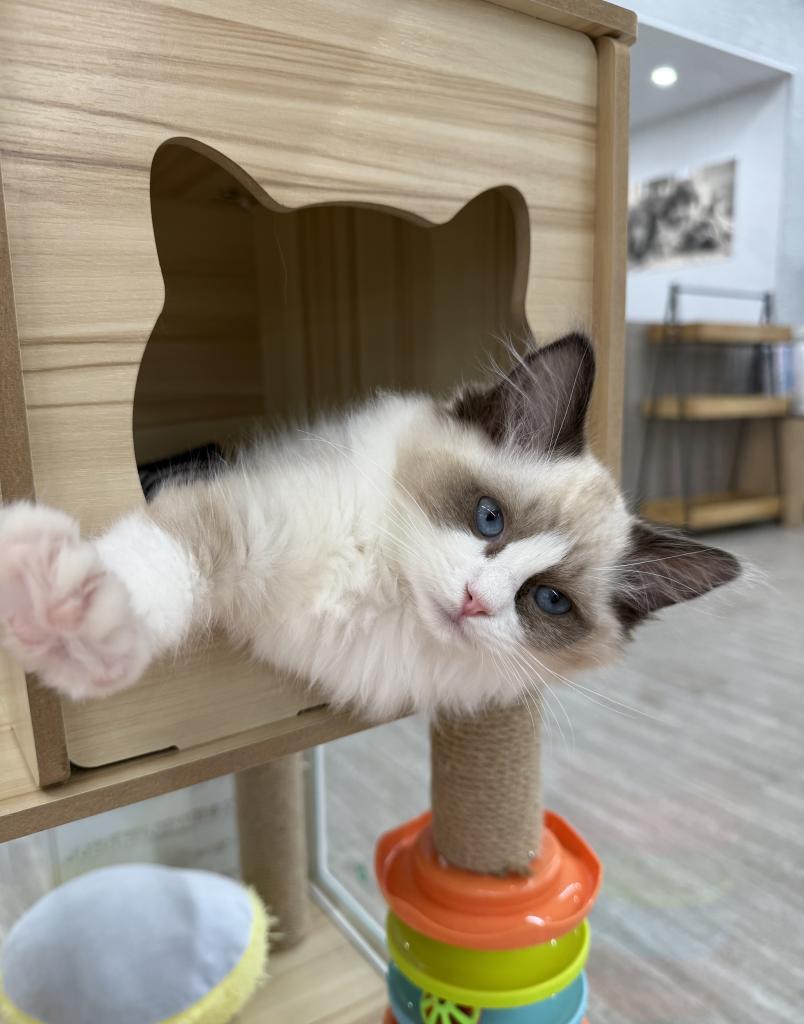 北海道のラグドール (ジャパンペッツトレーディング釧路店/2025年11月12日生まれ/女の子/シールポイントバイカラー)の子猫の2枚目の画像