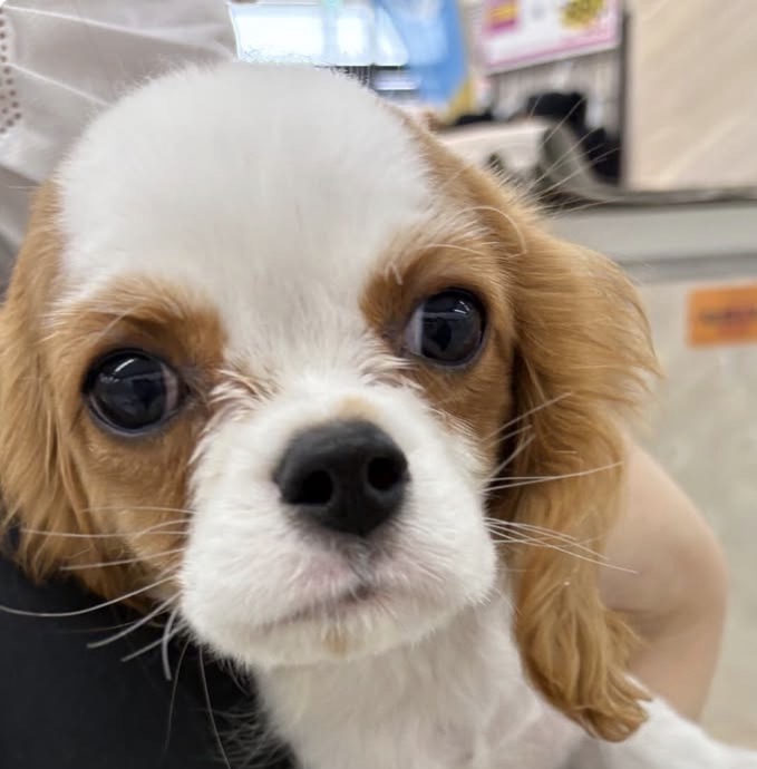 北海道のキャバリアキングチャールズスパニエル (ジャパンペッツトレーディング苫小牧中央店/2025年11月5日生まれ/女の子/ブレンハイム)の子犬の2枚目の画像