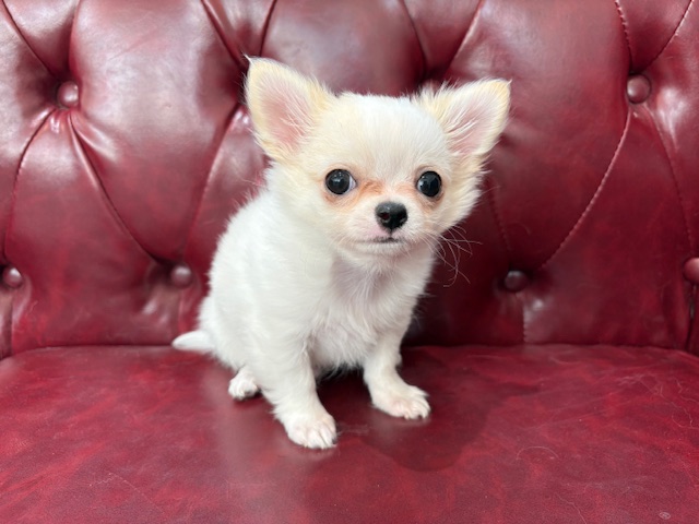 茨城県のチワワ(ロング) (OneBuddy佐原東店/2025年11月26日生まれ/男の子/ホワイトクリーム)の子犬の1枚目の画像