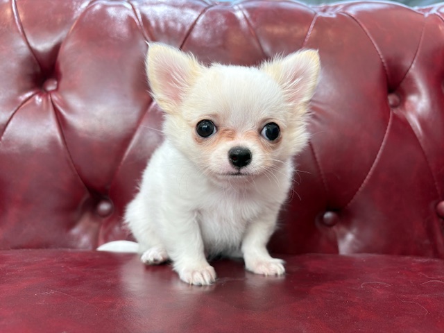 茨城県のチワワ(ロング) (OneBuddy佐原東店/2025年11月26日生まれ/男の子/ホワイトクリーム)の子犬の2枚目の画像