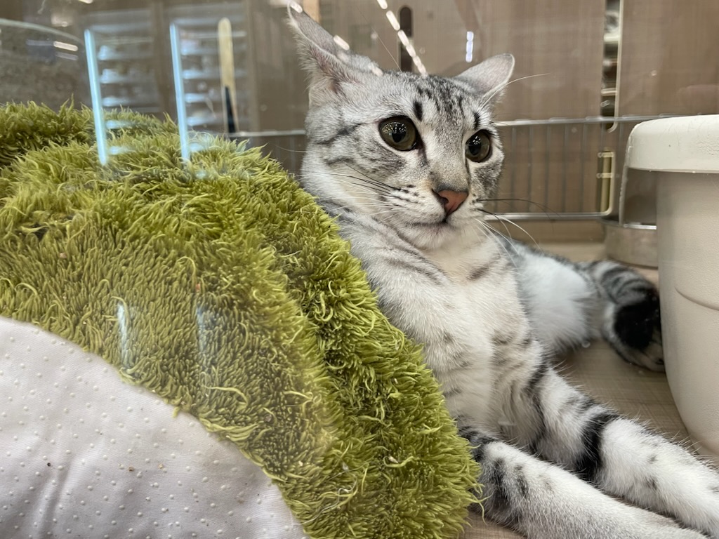 2025年7月28日生まれのエジプシャンマウ