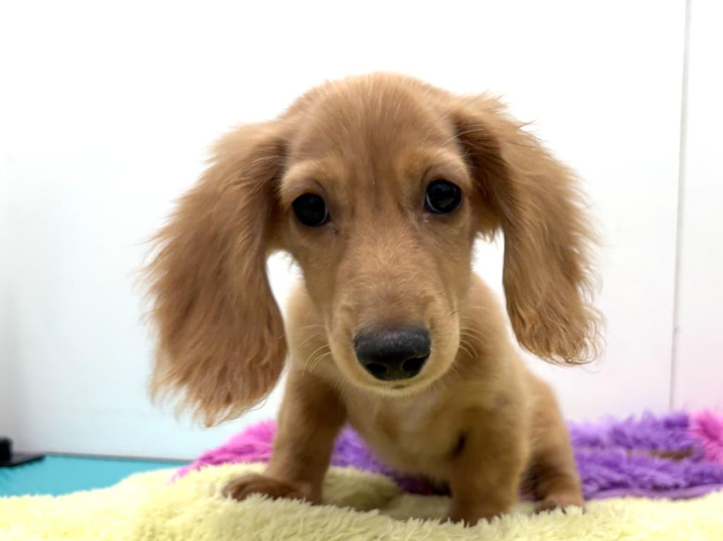 栃木県のミニチュアダックスフンド(ロング) (ペッツワン宇都宮平出店/2025年8月2日生まれ/男の子/ゴールド)の子犬の1枚目の画像