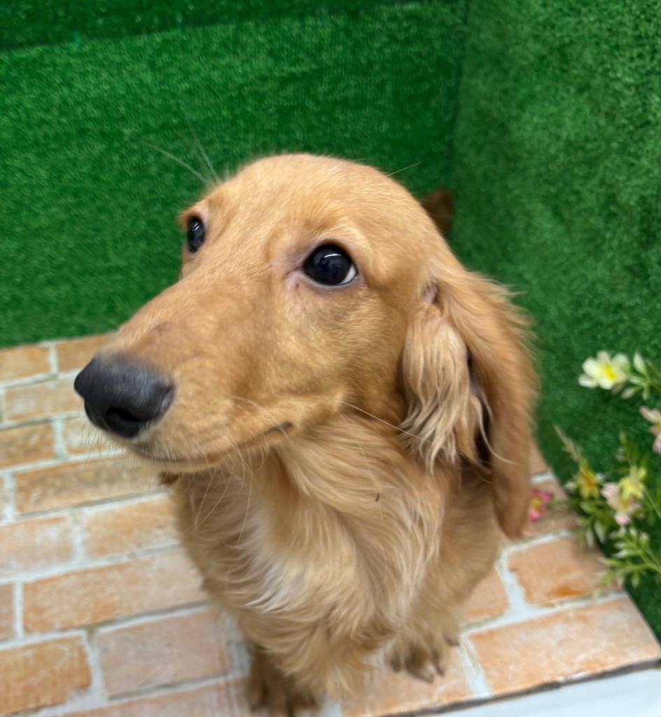 栃木県のミニチュアダックスフンド(ロング) (ペットアミ鹿沼店/2025年8月2日生まれ/男の子/ゴールド)の子犬の1枚目の画像