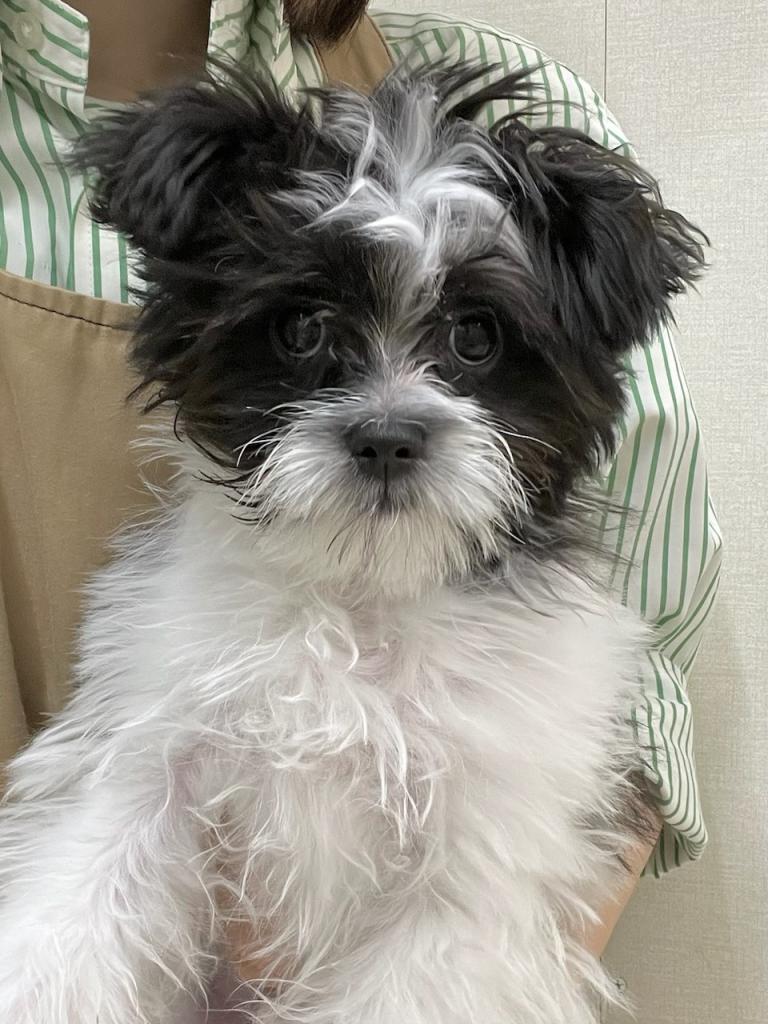 静岡県のハーフ犬・ミックス犬 (ペットアミ吉田店/2025年9月30日生まれ/男の子/ブラックホワイト)の子犬の1枚目の画像